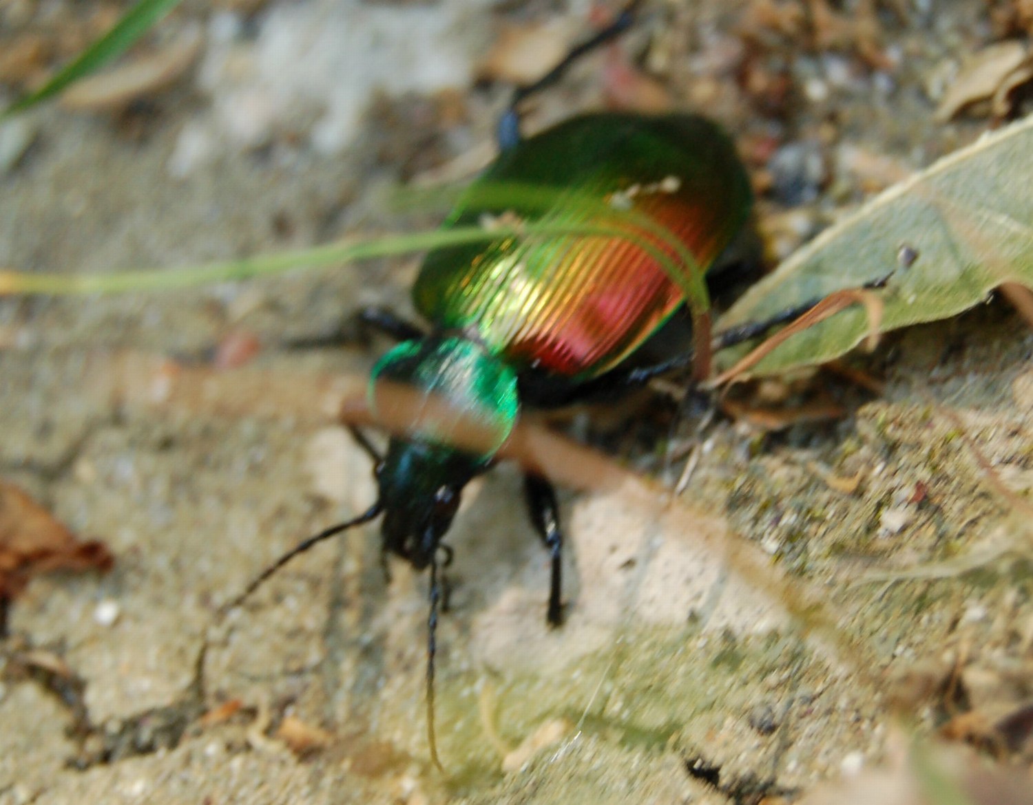 Carabide: Calosoma sychophanta